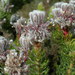 Serruria brownii - Photo (c) Nick Helme,  זכויות יוצרים חלקיות (CC BY-SA), uploaded by Nick Helme