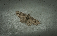 Chloroclystis guttifera