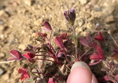 Trifolium albopurpureum