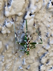 Insara covilleae