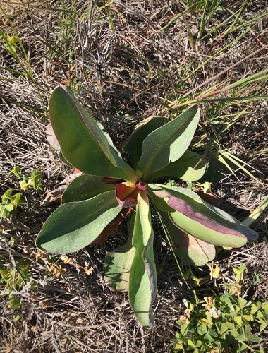 iNaturalist observation photo of Western Marsh Rosemary