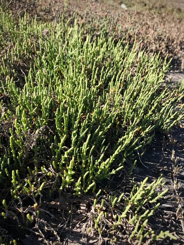 iNaturalist observation photo of Parish's glasswort