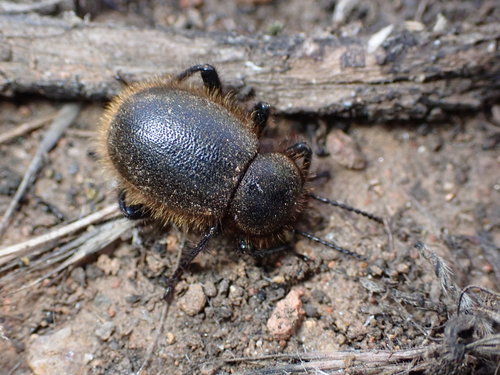 Woolly Darkling Beetle