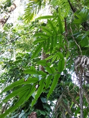 Salpichlaena volubilis
