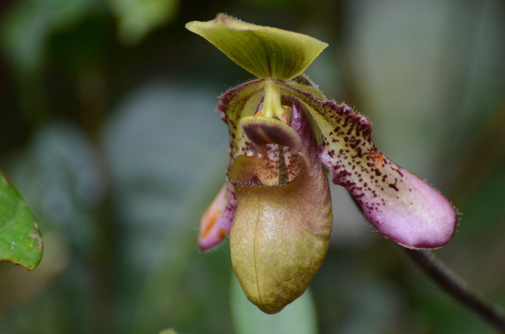 Paphiopedilum hookerae