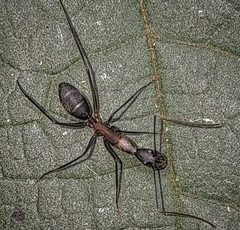 Camponotus lespesii
