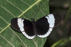 Heliconius sapho sapho