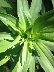 Lilium pardalinum pardalinum