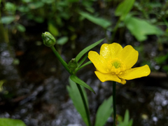 Ranunculus hispidus caricetorum