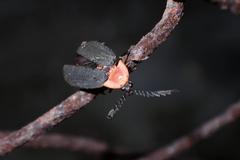 Pyrocoelia sanguiniventer