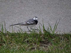 Motacilla alba