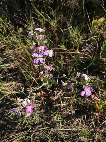 iNaturalist observation photo of garden radish