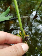 Ranunculus hispidus caricetorum