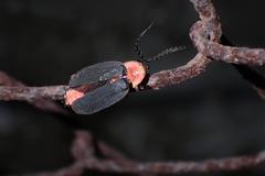 Pyrocoelia sanguiniventer