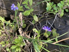 Scaevola aemula