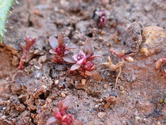Elatine brachysperma