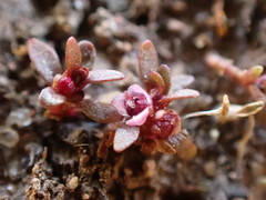 Elatine brachysperma