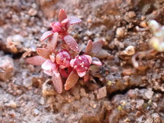 Elatine brachysperma