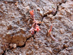 Crassula solieri