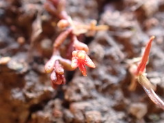 Crassula solieri