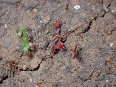 Crassula solieri