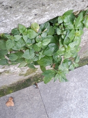 Parietaria judaica