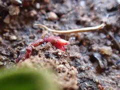 Crassula solieri