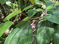 Miconia approximata