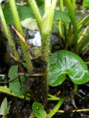 Ranunculus hispidus caricetorum