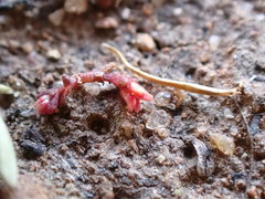 Crassula solieri