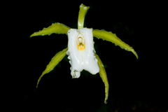 Trichopilia fragrans