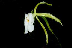 Trichopilia fragrans