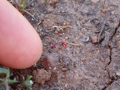 Crassula solieri