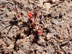 Crassula solieri