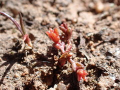 Crassula solieri