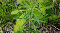 Lilium michiganense