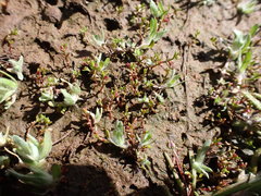 Crassula solieri