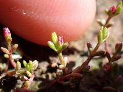 Crassula solieri