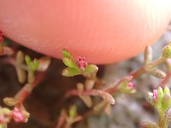 Crassula solieri