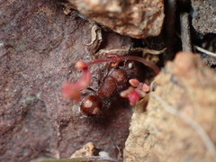 Pseudomethoca athamas