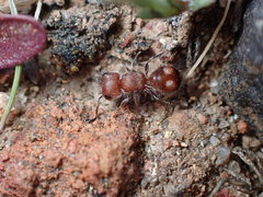 Pseudomethoca athamas