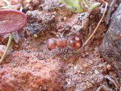 Pseudomethoca athamas