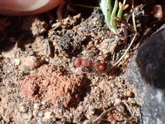 Pseudomethoca athamas