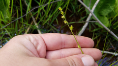 Carex seorsa