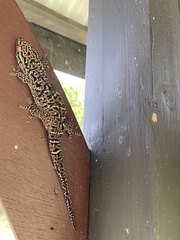 Ailuronyx seychellensis