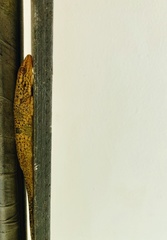 Ailuronyx seychellensis