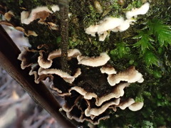 Datronia brunneoleuca