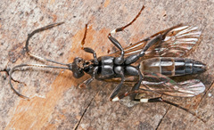 Stenichneumon