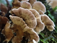 Datronia brunneoleuca