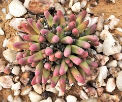 Argyroderma fissum